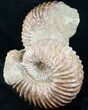 Double Mantelliceras Ammonite ( & inches) #12396-1